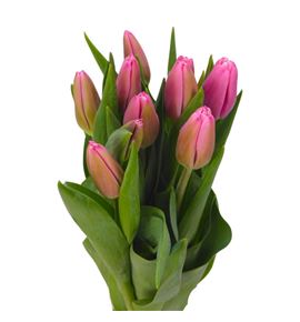 Tulipan milkshake 44 - TULMILK