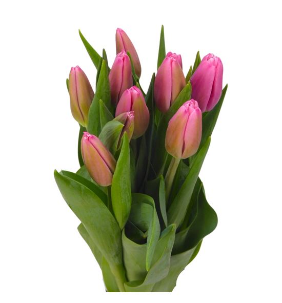 Tulipan milkshake 44 - TULMILK