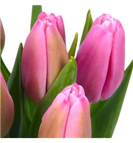 Tulipan milkshake 44 - TULMILK