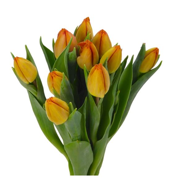 Tulipan sunrise prince 30 - TULSUNPRI