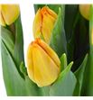 Tulipan sunrise prince 30 - TULSUNPRI1