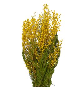 Dried mimosa seca amarilla - DRIMIMAMA