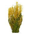 Dried mimosa seca amarilla - DRIMIMAMA