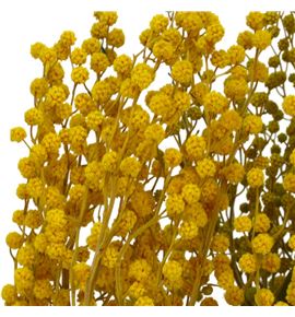 Dried mimosa seca amarilla - DRIMIMAMA