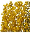 Dried mimosa seca amarilla - DRIMIMAMA1