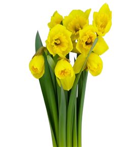 Narciso gigantic star 45 - NARCAR