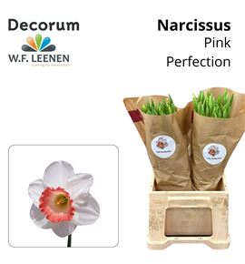 Narciso pink perfection 45 - NARPINPER