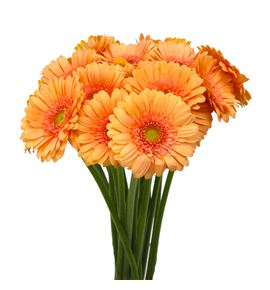 Gerb mini maria 50 - GERMMARIA