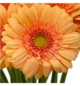 Gerb mini maria 50 - GERMMARIA