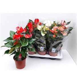 Pl. anthurium mixto 50cm x6 - ANTMIX61755