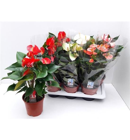 Pl. anthurium mixto 50cm x6 - ANTMIX61755