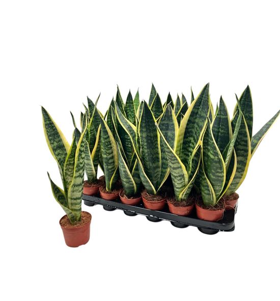 Pl. sanseveria futura 40cm x18 - SANFUT18940