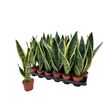 Pl. sanseveria futura 40cm x18 - SANFUT18940
