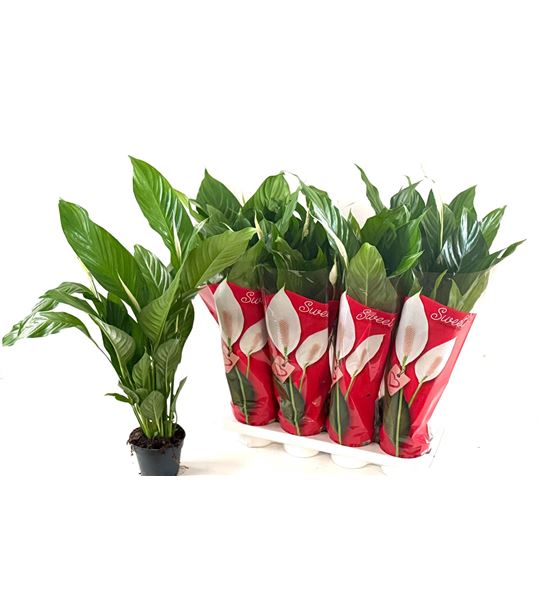 Pl. spathiphyllum sweet benito 65cm x8 - SPASWEBEN81365