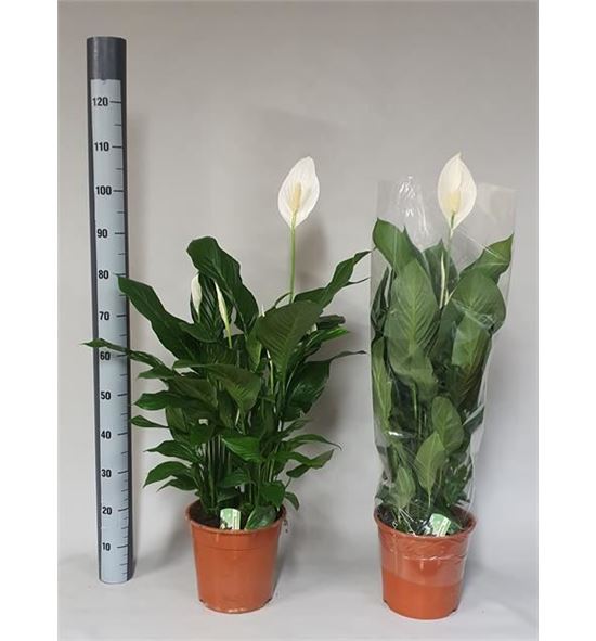 Pl. spathiphyllum sweet lauretta 95cm x1 - SPASWESIL12495