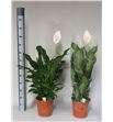 Pl. spathiphyllum sweet lauretta 95cm x1 - SPASWESIL12495