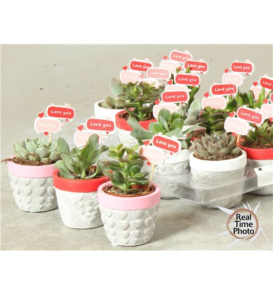 Pl. succulenten diverso 7cm x12 - SUCDIV12715