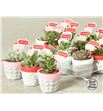 Pl. succulenten diverso 7cm x12 - SUCDIV12715