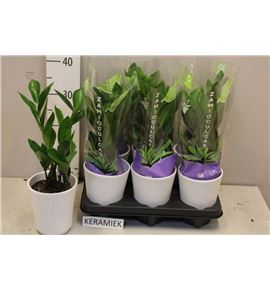 Pl. zamioculcas zamiiflolia 35cm x6 - ZAMZAM61235