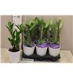 Pl. zamioculcas zamiiflolia 35cm x6 - ZAMZAM61235