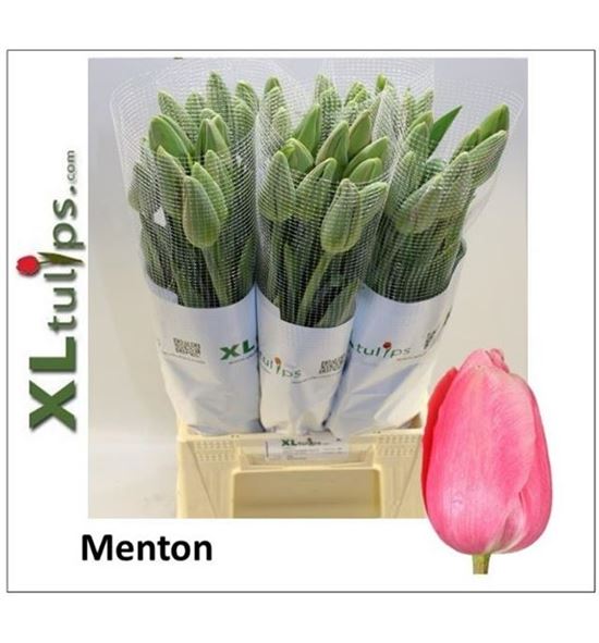 Tulipan menton 55 - TULMEN