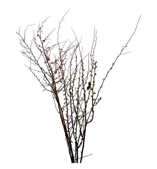 Chaenomelis superba 150 - CHASUP150