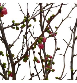 Chaenomelis superba 150 - CHASUP150