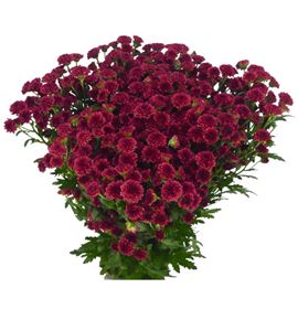 Cr santini red tyolo 55 - CRSREDTYO