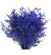 Limonium teñido azul oscuro 70 - LIMTENAZUOSC