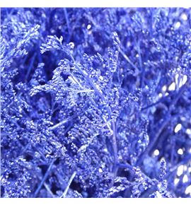 Limonium teñido azul oscuro 70 - LIMTENAZUOSC