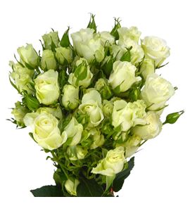 Rs ramificada pola sensation 60 - RTRPOLSEN