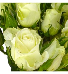 Rs ramificada pola sensation 60 - RTRPOLSEN