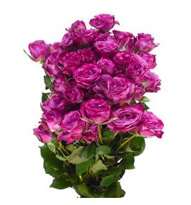 Rs ramificada purple queen 70 - RTRPURQUE