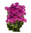 Rs ramificada purple queen 70 - RTRPURQUE