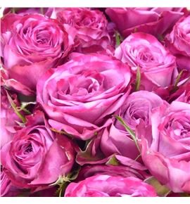 Rs ramificada purple queen 70 - RTRPURQUE