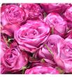 Rs ramificada purple queen 70 - RTRPURQUE1