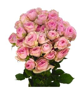 Rs ramificada yvette 50 - RTRYVE