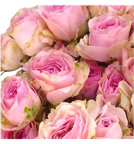 Rs ramificada yvette 50 - RTRYVE