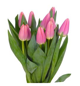 Tulipan maskovri 38 - TULMAS