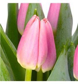 Tulipan maskovri 38 - TULMAS Tulipan maskovri 38 - TULMAS