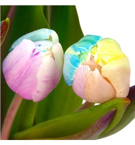 Tulipan tenido rainbow pastel 40 - TULRAIPAS
