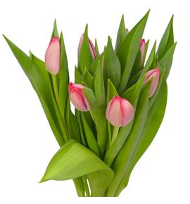 Tulipan vingino 40 - TULVIN