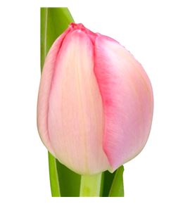 Tulipan vingino 40 - TULVIN