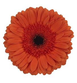 Gerbera maddox 50 x15 - GERMADD5015