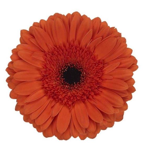 Gerbera maddox 50 x15 - GERMADD5015