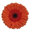 Gerbera maddox 50 x15 - GERMADD5015