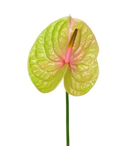 Anth pistache x8 - ANTPIS