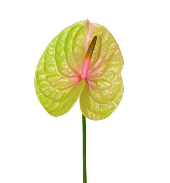 Anth pistache x8 - ANTPIS