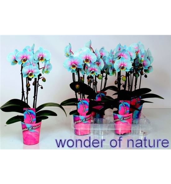 Pl. phalaenopsis azul/rosa 45cm x6 - PHAAZUROS61245