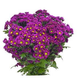 Cr santini aswad purple 55 - CRSASWPUR